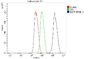 anti-E2F-Associated Phosphoprotein (AA 1-285) antibody