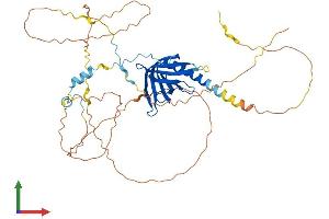 AlphaFold protein structure predicition of Human Recombinant RANBP3L Protein, UniprotID Q86VV4