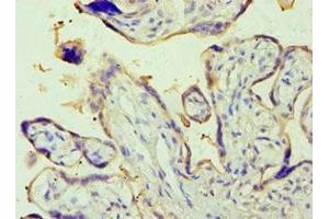 Immunohistochemistry of paraffin-embedded human placenta tissue using ABIN7143709 at dilution of 1:100