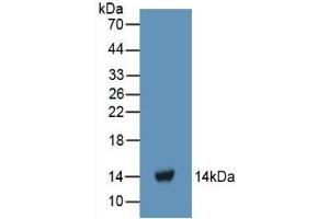 Detection of Recombinant FGa, Human using Polyclonal Antibody to Fibrinogen Alpha Chain (FGA) (FGA Antikörper  (AA 124-214))
