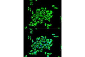 Immunofluorescence analysis of HeLa cell using TRAP1 antibody.