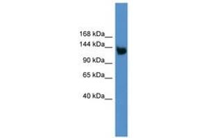 Image no. 1 for anti-Low Density Lipoprotein Receptor-Related Protein 8, Apolipoprotein E Receptor (LRP8) (AA 650-699) antibody (ABIN6746240) (LRP8 Antikörper  (AA 650-699))