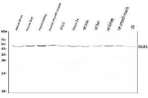 Western blot analysis of Olr1 using anti-Olr1 antibody (ABIN7602018).