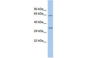 Image no. 1 for anti-MIF4G Domain Containing (MIF4GD) (N-Term) antibody (ABIN6743031) (MIF4GD Antikörper  (N-Term))