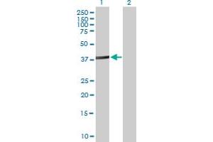 Western Blot analysis of ACTL8 expression in transfected 293T cell line by ACTL8 MaxPab polyclonal antibody. (Actin-Like 8 Antikörper  (AA 1-366))