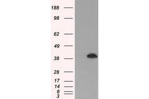 HEK293T cells were transfected with the pCMV6-ENTRY control (Left lane) or pCMV6-ENTRY MAPK1 (Right lane) cDNA for 48 hrs and lysed. (ERK2 Antikörper)