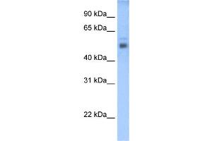 WB Suggested Anti-STEAP3 Antibody Titration:  0. (STEAP3 Antikörper  (C-Term))