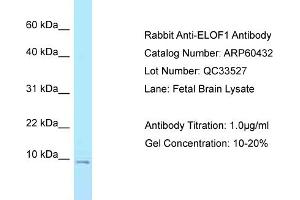 Western Blotting (WB) image for anti-Elongation Factor 1 Homolog (ELOF1) (N-Term) antibody (ABIN2788445) (ELOF1 Antikörper  (N-Term))