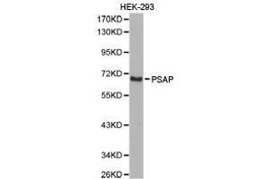 Western Blotting (WB) image for anti-Prosaposin (PSAP) antibody (ABIN1874353) (Prosaposin Antikörper)