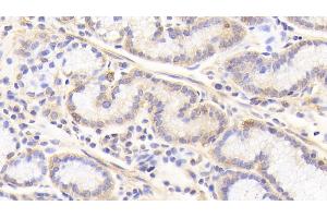 Detection of CASP7 in Human Stomach Tissue using Polyclonal Antibody to Caspase 7 (CASP7)