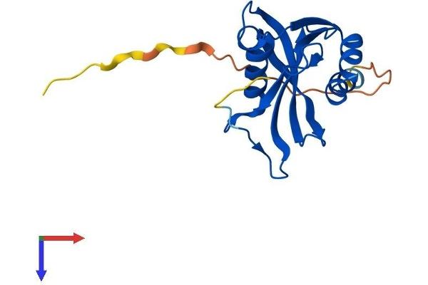 NUDT4 Protein (AA 1-179) (His tag)