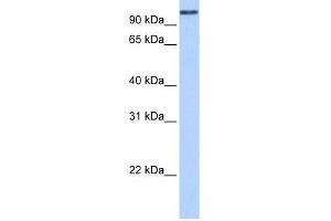 MICALL1 antibody used at 0. (MICAL-Like 1 Antikörper  (N-Term))