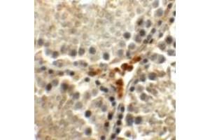 Immunohistochemistry (IHC) image for anti-Meiosis Expressed Gene 1 Homolog (MEIG1) (C-Term) antibody (ABIN1030515) (MEIG1 Antikörper  (C-Term))