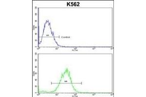 CDC5L Antibody (Center) (ABIN652896 and ABIN2842578) flow cytometric analysis of k562 cells (bottom histogram) compared to a negative control cell (top histogram).