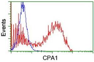 Image no. 1 for anti-Carboxypeptidase A1 (Pancreatic) (CPA1) antibody (ABIN1497590) (CPA1 Antikörper)