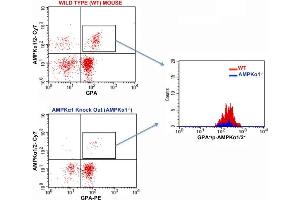 FACS Analysis of Glycophorin A and phospho-AMPK alpha 1/2 (Thr172/183) in Red Blood Cells in WT and AMPK alpha 1 knockout mice using Rabbit Anti-GPA Polyclonal Antibody (bs-2575R-PE) and Rabbit anti-pAMPK alpha1/2 Thr172/183 (bs-4002R-Cy7). (PRKAA1/PRKAA2 Antikörper  (pThr172, pThr183) (Cy7))