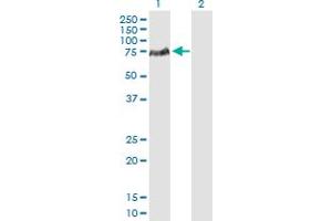 Western Blot analysis of LCP2 expression in transfected 293T cell line by LCP2 MaxPab polyclonal antibody.