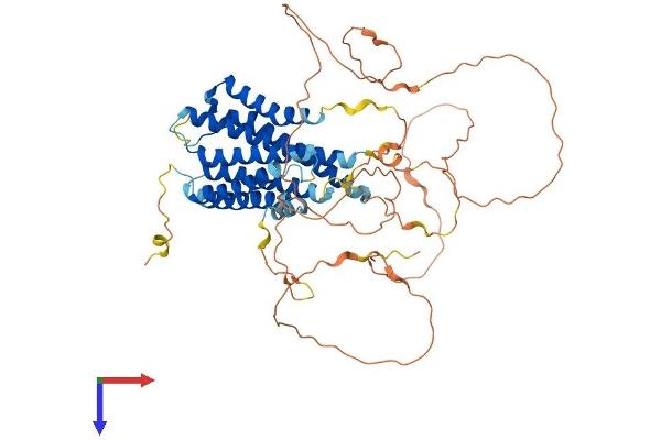 GPR123 Protein (AA 1-560) (His tag)