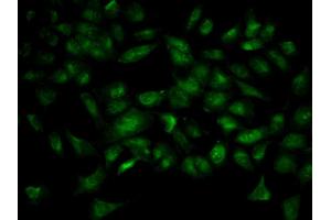 Immunofluorescence analysis of HeLa cell using YWHAB antibody. (YWHAB Antikörper  (AA 1-246))