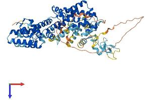 RASGRP2 Protein (AA 1-609) (His tag)