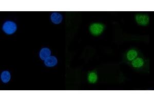 IF analysis of Hsp40/DNAJB1 using anti-Hsp40/DNAJB1 antibody (ABIN7602895). (DNAJB1 Antikörper  (C-Term))