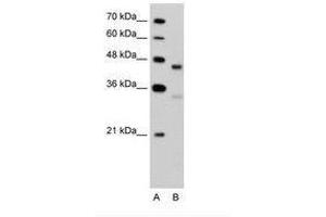 Image no. 2 for anti-G Protein-Coupled Receptor 161 (GPR161) (C-Term) antibody (ABIN203448) (GPR161 Antikörper  (C-Term))