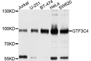 Western blot analysis of extracts of various cell lines, using GTF3C4 antibody. (GTF3C4 Antikörper)
