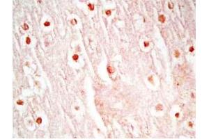 Mouse brain tissue was stained by Rabbit Anti-Neuropeptide S, Prepro (23-67)  (Mouse) Antibody (NPS Antikörper  (Preproprotein))