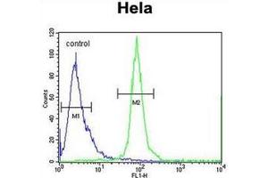 Flow cytometric analysis of Hela cells using ESCO2 Antibody  (right histogram) compared to a negative control cell (left histogram). (ESCO2 Antikörper  (Middle Region))