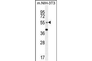 Western blot analysis in mouse NIH-3T3 cell line lysates (35ug/lane). (GCNT3 Antikörper  (C-Term))