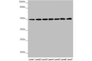 Western Blotting (WB) image for anti-Ubiquinol-Cytochrome C Reductase Core Protein I (UQCRC1) (AA 156-480) antibody (ABIN7149102)