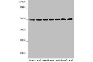 Western blot All lanes: UQCRC1 antibody at 2. (UQCRC1 Antikörper  (AA 156-480))