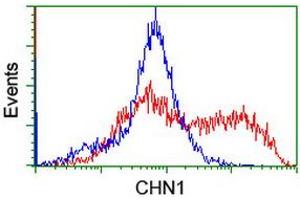 HEK293T cells transfected with either RC222163 overexpress plasmid (Red) or empty vector control plasmid (Blue) were immunostained by anti-CHN1 antibody (ABIN2455931), and then analyzed by flow cytometry. (CHN1 Antikörper)