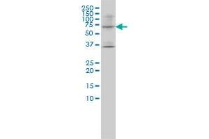 LILRB1 monoclonal antibody (M01), clone 3D3-1D12 Western Blot analysis of LILRB1 expression in SW-13 .