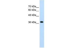 LONRF1 antibody used at 2. (LONRF1 Antikörper  (N-Term))