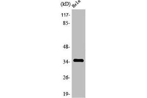Western Blot analysis of HepG2 cells using Olfactory receptor 4C6 Polyclonal Antibody (OR4C6 Antikörper  (Internal Region))