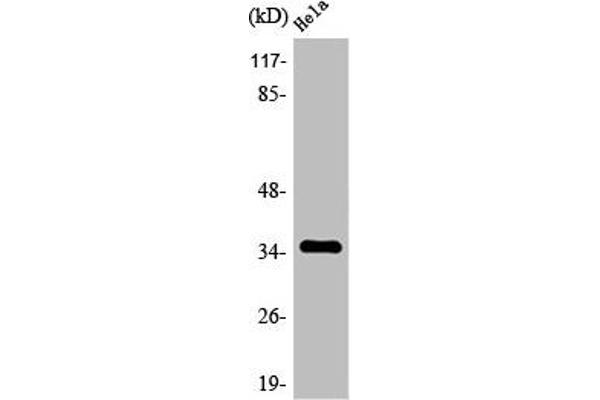 OR4C6 antibody  (Internal Region)