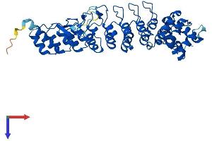 ASB4 Protein (AA 1-426) (His tag)
