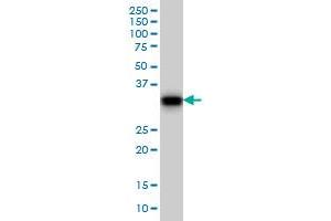 GAS2 monoclonal antibody (M01), clone 4E11 Western Blot analysis of GAS2 expression in NIH/3T3 .