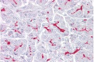 Immunohistochemistry with Pancreas tissue at an antibody concentration of 5µg/ml using anti-TRPM5 antibody (ARP35242_P050) (TRPM5 Antikörper  (N-Term))