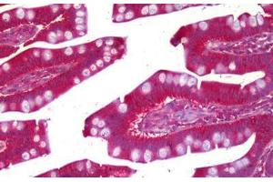Anti-PRUNE antibody IHC staining of human small intestine. (PRUNE Antikörper)