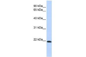 Claudin 7 antibody used at 1 ug/ml to detect target protein. (Claudin 7 Antikörper  (Middle Region))