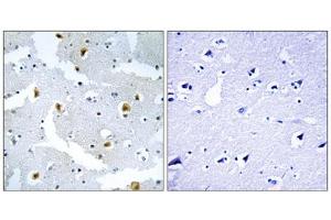 Immunohistochemistry analysis of paraffin-embedded human brain tissue using FMN2 antibody. (Formin 2 Antikörper  (C-Term))
