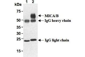 Western Blotting (WB) image for anti-MHC Class I Polypeptide-Related Sequence A (MICA) antibody (ABIN1108243) (MICA Antikörper)