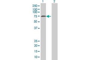 Western Blot analysis of LONRF2 expression in transfected 293T cell line by LONRF2 MaxPab polyclonal antibody.