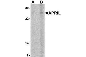 Western blot analysis of APRIL expression in K562 cells with AP30074PU-N APRIL antibody at (A) 5 and (B) 10 μg/ml. (TNFSF13 Antikörper  (Extracellular Domain))