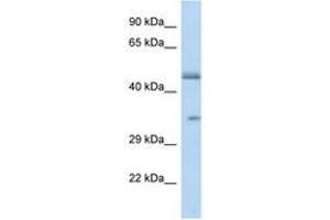 Image no. 1 for anti-Olfactory Receptor, Family 2, Subfamily L, Member 8 (OR2L8) (C-Term) antibody (ABIN6747473) (OR2L8 Antikörper  (C-Term))