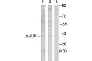 Western blot analysis of extracts from Jurkat cells, treated with Paclitaxel 1uM 60', using c-Jun (Ab-231) Antibody. (C-JUN Antikörper  (AA 201-250))