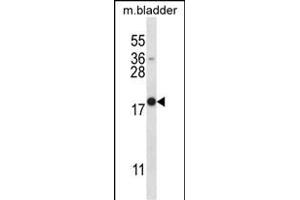 MYOG Antibody (N-term) (ABIN657743 and ABIN2846727) western blot analysis in mouse bladder tissue lysates (35 μg/lane). (Myogenin Antikörper  (N-Term))