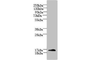Western blot All lanes: TRAPPC2L antibody at 5 μg/mL + Mouse kidney tissue Secondary Goat polyclonal to rabbit IgG at 1/10000 dilution Predicted band size: 16 kDa Observed band size: 16 kDa (TRAPPC2L Antikörper  (AA 1-139))